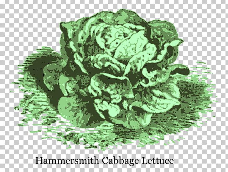 Lettuce Spring Greens Leaf Vegetable Ingredient 16th Century PNG, Clipart, Cabbage, Cooking, Flower, Green, Green Cabbage Free PNG Download