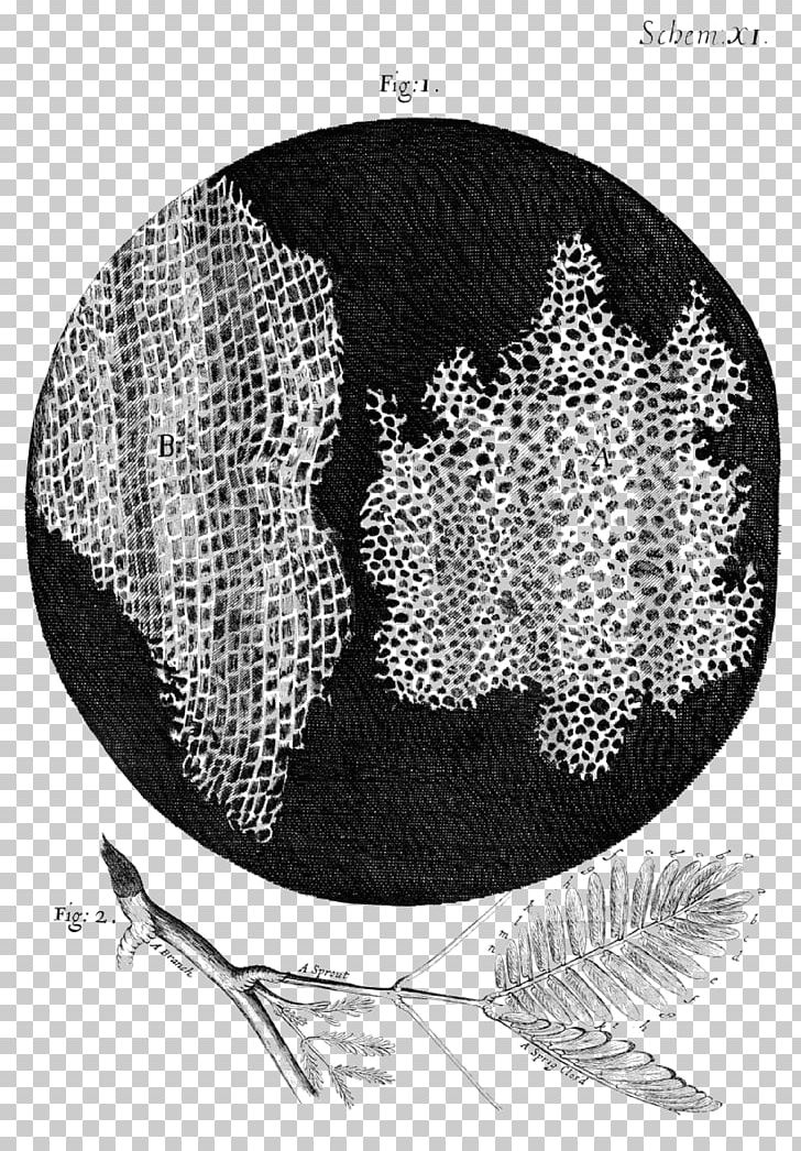 Micrographia Cell Theory Biology Cork PNG, Clipart, Bark, Biology, Black And White, Botany, Cell Free PNG Download