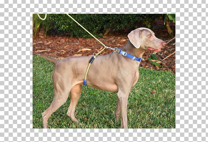 Weimaraner Dog Breed Leash Dog Harness Dog Collar PNG, Clipart, Breed, Carnivoran, Collar, Dog, Dog Breed Free PNG Download