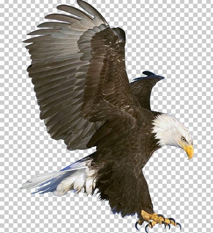 Eagle Flight PNG, Clipart, Accipitriformes, Bald Eagle, Beak, Bird, Bird Of Prey Free PNG Download