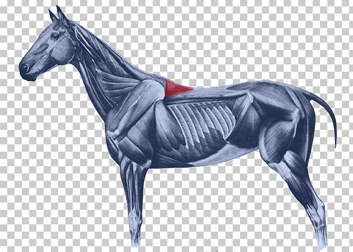 Horse Rectus Capitis Anterior Muscle Splenius Capitis Muscle Equine Anatomy Longus Capitis Muscle PNG, Clipart, Anatomy, Animals, Horse, Horse Harness, Horse Like Mammal Free PNG Download