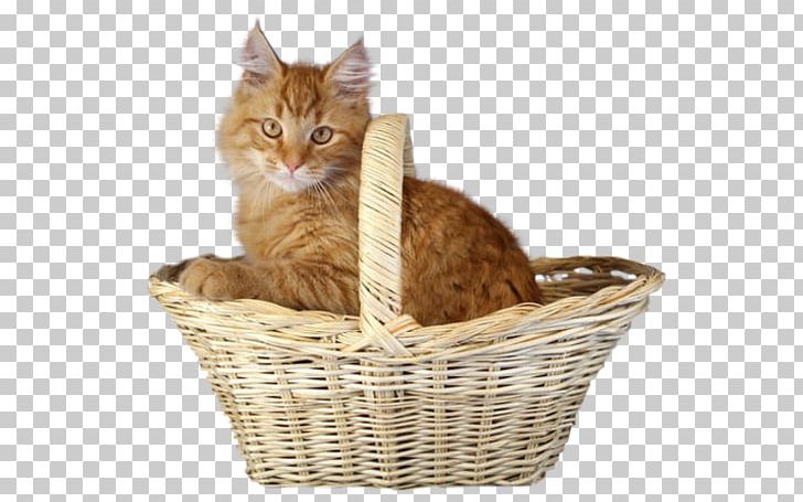 Kitten On Cats Whiskers PNG, Clipart, Animals, Basket, Black Cat, Box, Breed Free PNG Download