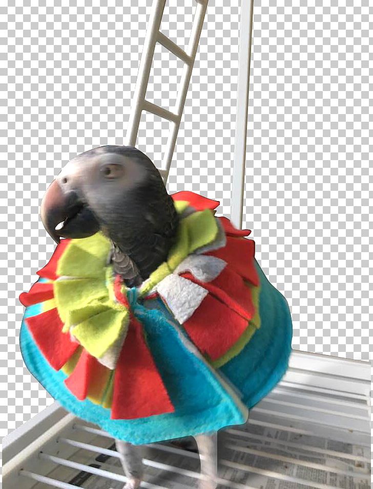Parrot Bird Macaw Feather-plucking Cockatiel PNG, Clipart, Animals, Beak, Bird, Birdsuppliescom Inc, Cockatiel Free PNG Download