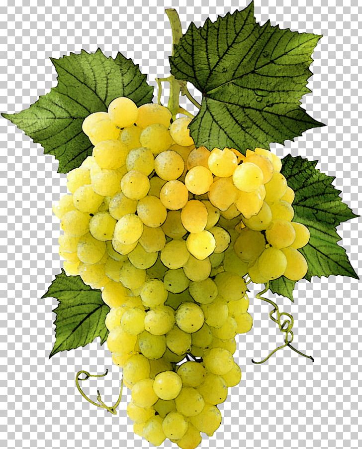 Sultana Common Grape Vine Grape Leaves Seedless Fruit PNG, Clipart, Article, Common Grape Vine, Food, Fototapet, Fruit Free PNG Download