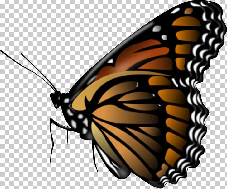 Butterfly Insect PNG, Clipart, Brush Footed Butterfly, Butterflies And Moths, Color, Decomposing, Forlife Free PNG Download