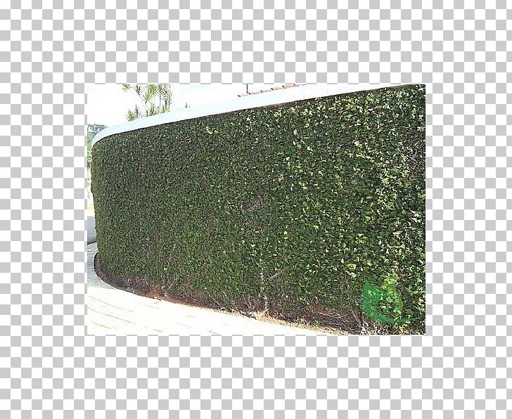 Hedge Green Rectangle PNG, Clipart, Garden Plan, Grass, Green, Hedge, Plant Free PNG Download