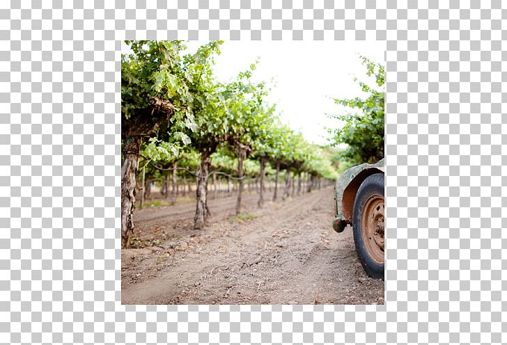 Hoopes Vineyard Winery Cabernet Sauvignon Sauvignon Blanc PNG, Clipart, Agriculture, Boutique, Cabernet Sauvignon, Common Grape Vine, Food Drinks Free PNG Download
