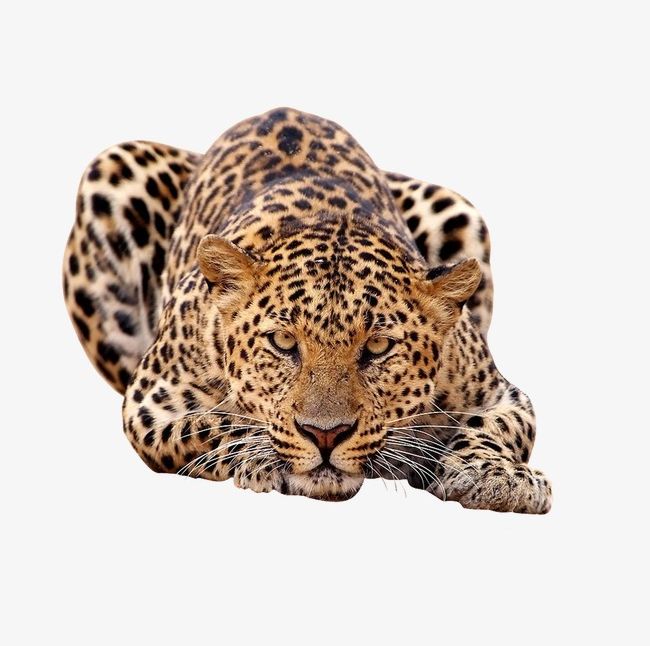Leopard PNG, Clipart, Animal, Leopard, Leopard Clipart, Leopard Clipart Free PNG Download