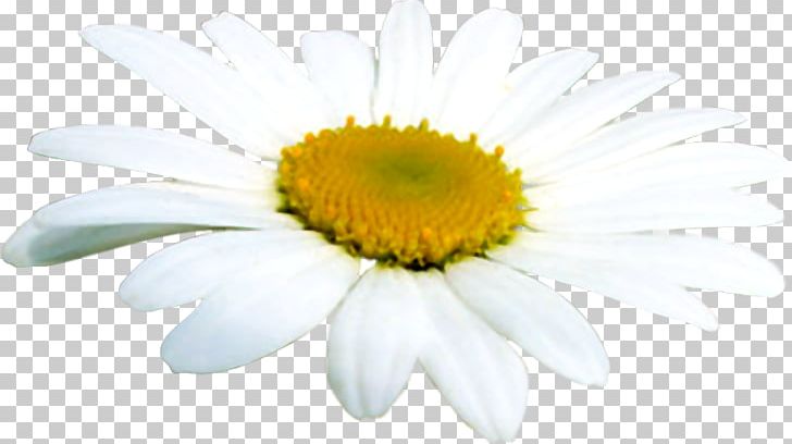 Oxeye Daisy German Chamomile Margarida PNG, Clipart, Annual Plant, Aster, Camomile, Chamaemelum Nobile, Chamomile Free PNG Download