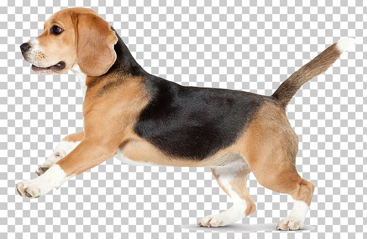 Beagle-Harrier Beagle-Harrier English Foxhound American Foxhound PNG, Clipart, American Foxhound, Animals, Beagle, Beagle Harrier, Beagleharrier Free PNG Download