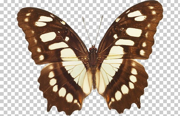 Butterfly Malachite Siproeta Western Pygmy Blue PNG, Clipart, Arthropod, Brush Footed Butterfly, Butterflies And Moths, Butterfly, Insect Free PNG Download