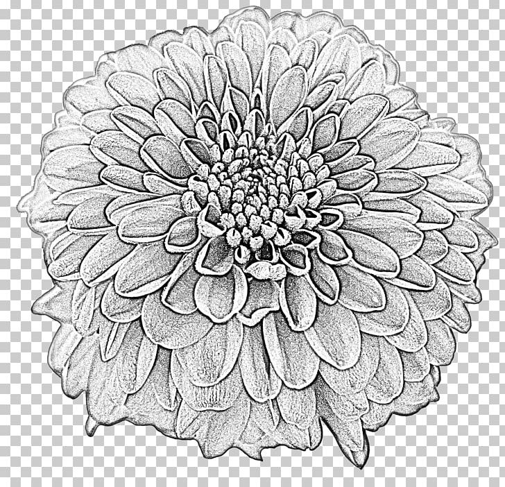 Drawing Dahlia Flower PNG, Clipart, Black And White, Bloom, Blossom, Cartoon, Chrysanths Free PNG Download