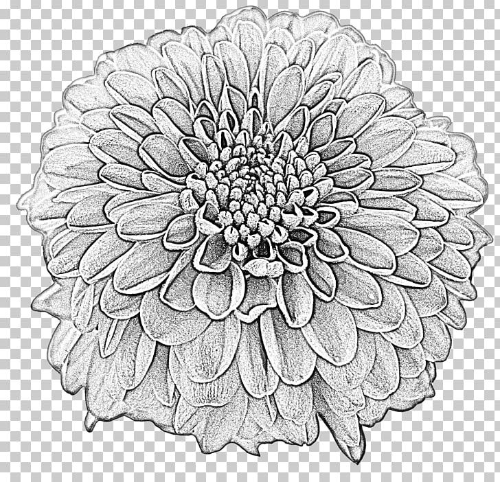 Drawing Dahlia Flower Png Clipart Black And White Bloom Blossom Cartoon Chrysanths Free Png Download