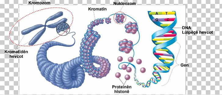 Eukaryotic Chromosome Structure DNA Cell Nucleic Acid Structure PNG, Clipart, Area, Art, Cell, Cell Nucleus, Chromatin Free PNG Download