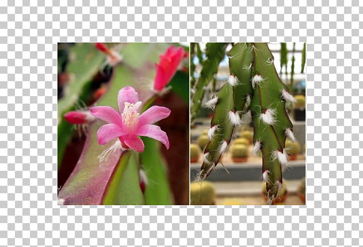 Rhipsalis Lepismium Cruciforme Succulent Plant Hatiora PNG, Clipart, Botanical Name, Botany, Cactaceae, Cacto, Cactus Free PNG Download
