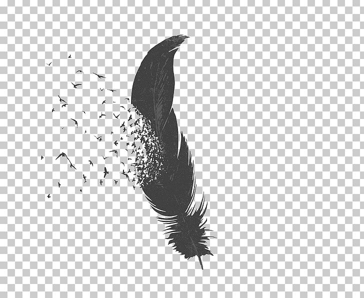 Bird Feather Drawing Parrot PNG, Clipart, Animal, Animals, Beak, Bird, Black And White Free PNG Download