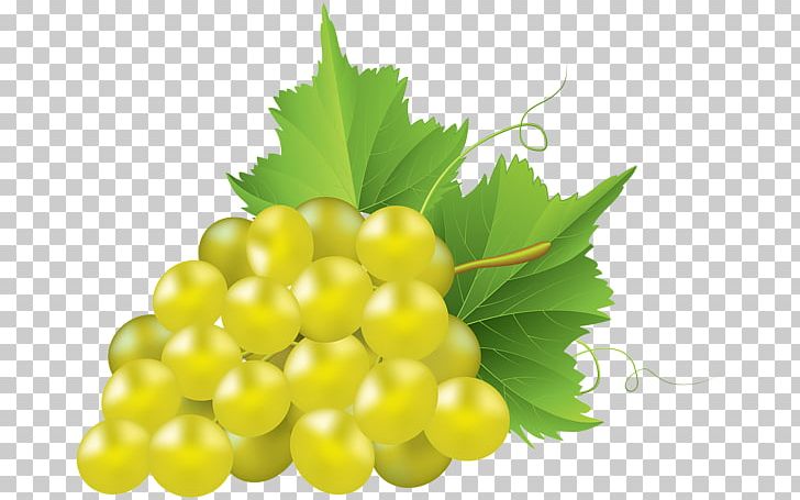 Common Grape Vine Concord Grape PNG, Clipart, Common Grape Vine, Concord Grape, Food, Fruit, Grape Free PNG Download