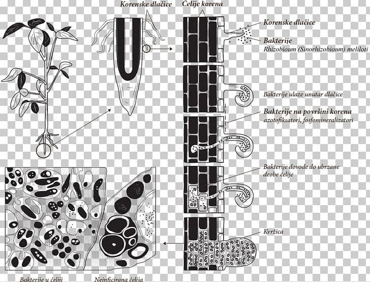 Nitrogen Fixation Rhizobia Bacteria Diazotroph Symbiosis PNG, Clipart, Alfalfa, Angle, Bacteria, Black And White, Diagram Free PNG Download