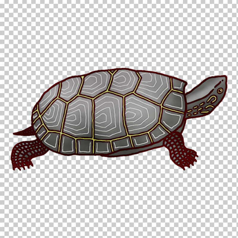 Box Turtles Sea Turtle Tortoise Turtles Sea PNG, Clipart, Biology, Box Turtles, Paint, Reptiles, Science Free PNG Download
