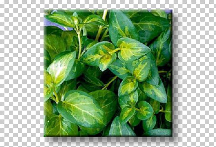 Greater Periwinkle Myrtle Garden Evergreen Perennial Plant PNG, Clipart, Aegopodium Podagraria, Basil, Broadleaved Tree, Chameleon Plant, Evergreen Free PNG Download