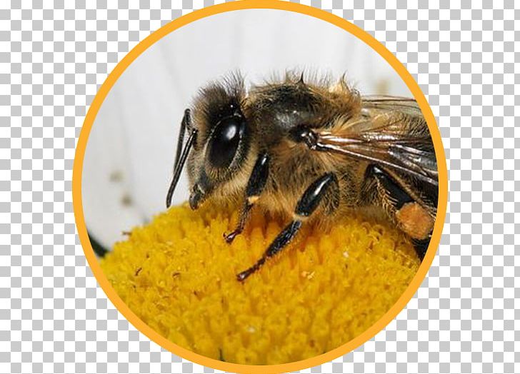 Honey Bee Bumblebee Bee Pollen Insect PNG, Clipart, Arthropod, Bee, Bee Pollen, Bumblebee, Eating Free PNG Download