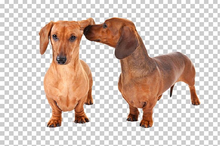 Dachshund Cavalier King Charles Spaniel Rottweiler Puppy Dog Breed PNG, Clipart, American Kennel Club, Animals, Badger, Breed, Carnivoran Free PNG Download