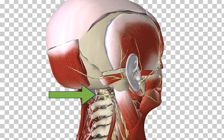 Muscle Cervical Vertebrae Neurology L'Altra Riabilitazione Shoulder PNG, Clipart,  Free PNG Download