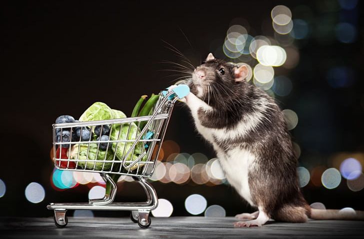Rat Mouse Rodent Shopping Cart Stock Photography PNG, Clipart, Alamy, Animal, Animals, Cat, Cat Like Mammal Free PNG Download