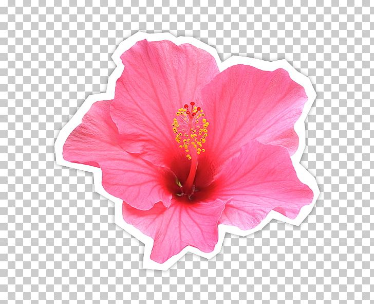Shoeblackplant Rosemallows Flower Fleur-de-lis PNG, Clipart, Cut Flowers, Fantomas, Fleur De Lis, Fleurdelis, Flower Free PNG Download