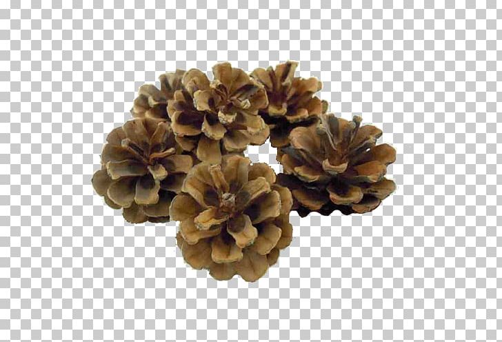 Pine Conifer Cone Plant Euclidean PNG, Clipart, Artemisia Argyi, Brown, Brown Background, Cone, Conifer Cone Free PNG Download