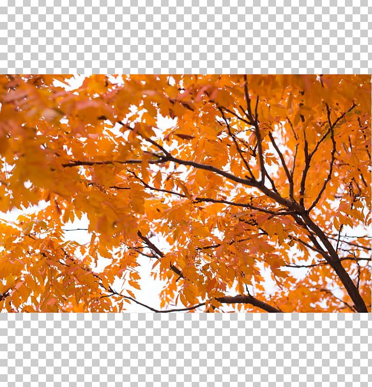 Autumn Leaf Color Photograph Desktop Orange PNG, Clipart, Autumn, Autumn Leaf Color, Branch, Campus, Color Free PNG Download