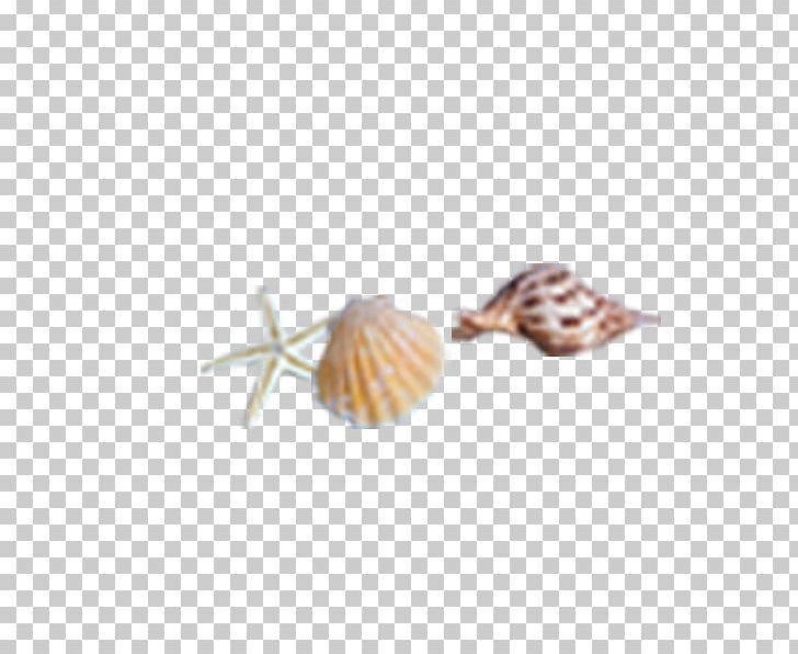 Seashell Sea Snail Conch PNG, Clipart, Conch, Conch Vector, Download, Egg Shell, Encapsulated Postscript Free PNG Download