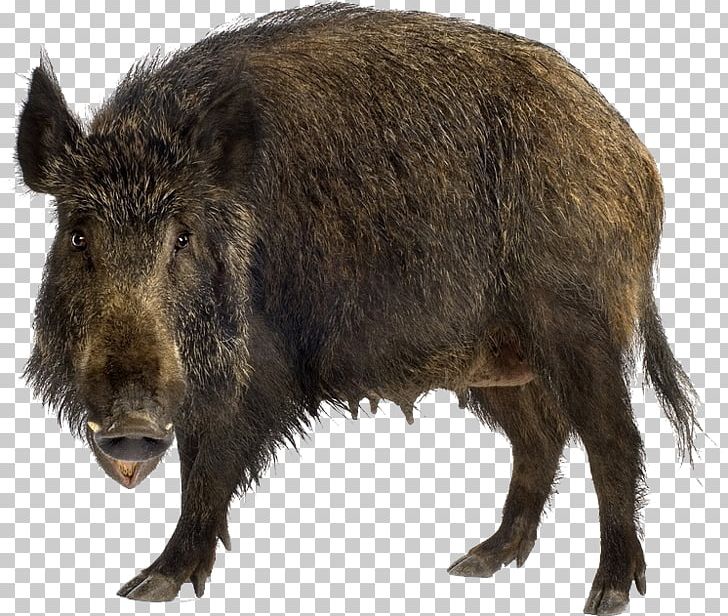 Wild Boar Stock Photography Brown Bear Stock.xchng PNG, Clipart, Animals, Boar, Boar Png, Brown Bear, Depositphotos Free PNG Download