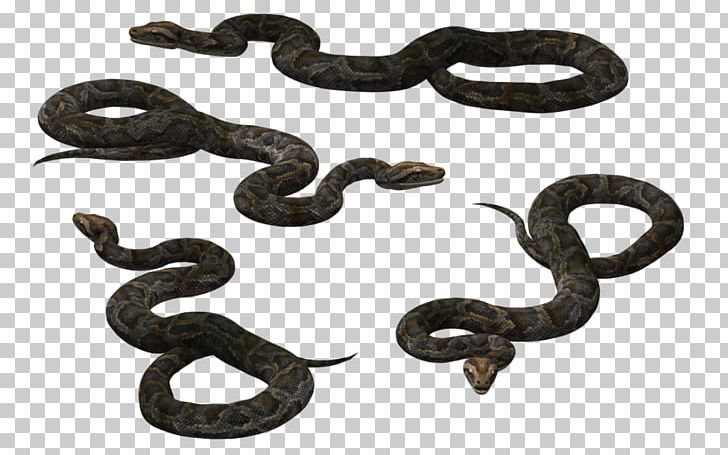 Black Rat Snake Vipers Reptile PNG, Clipart, Anaconda, Animals, Atheris Squamigera, Black Mamba, Black Rat Snake Free PNG Download