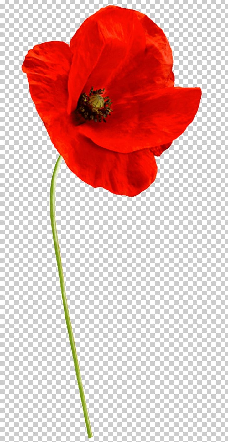 Common Poppy Flower Garden Roses Sticker Plant Stem PNG, Clipart, Clip, Common Poppy, Coquelicot, Definition, Dessin Free PNG Download