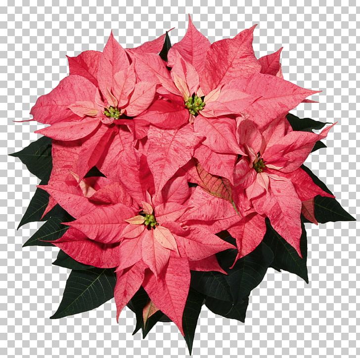 Poinsettia Christmas Flower Spurges Color PNG, Clipart, Christmas, Color, Cut Flowers, Flower, Glitter Free PNG Download