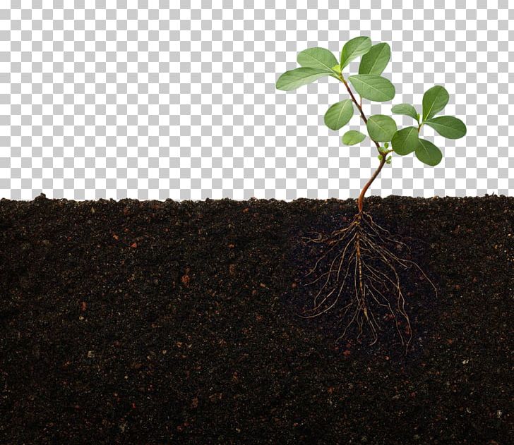 Rhizosphere Nutrient Root Plant Stem PNG, Clipart, Azospirillum, Background Green, Biofertilizer, Cortex, Flowerpot Free PNG Download