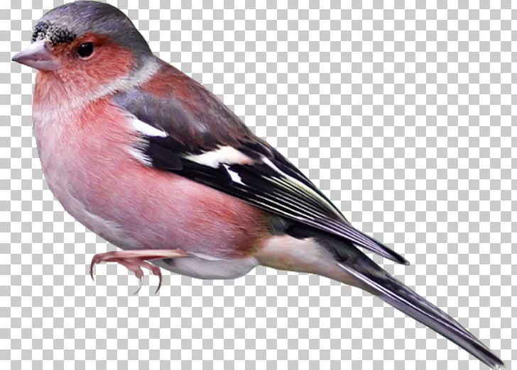 Bird Sparrow PNG, Clipart, Animals, Beak, Bird, Chickadee, Clip Art Free PNG Download