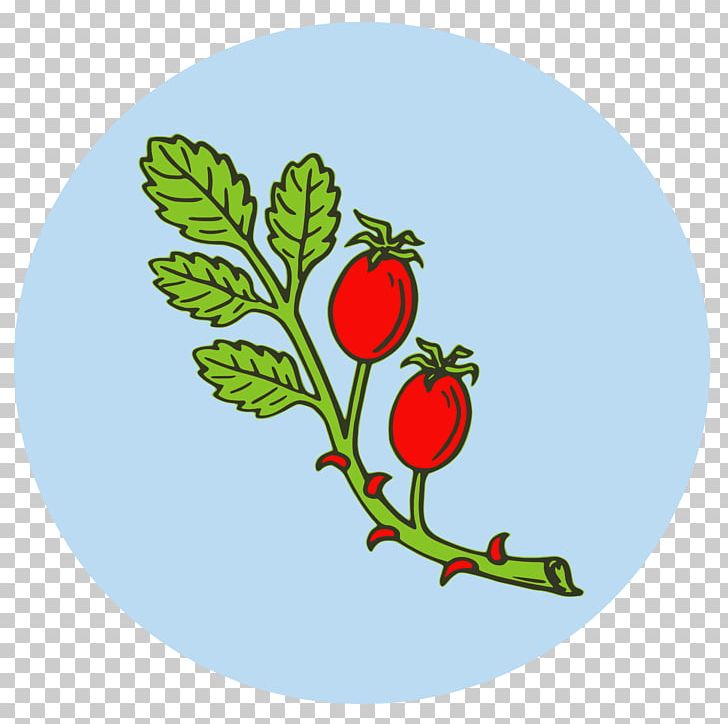 Rose Hip Tea PNG, Clipart, Branch, Drawing, Flora, Flower, Flowering Plant Free PNG Download