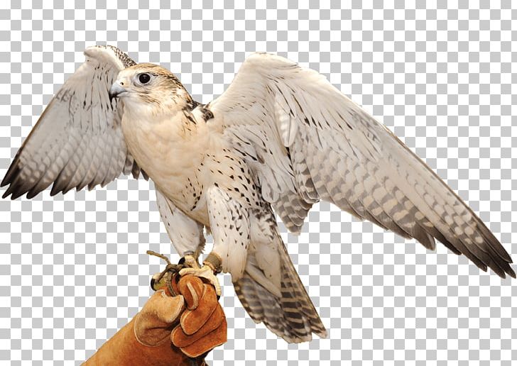 Abu Dhabi Falcon Hospital Hawk Portable Network Graphics PNG, Clipart, Abu Dhabi, Abu Dhabi Falcon Hospital, Accipitriformes, Beak, Bird Free PNG Download