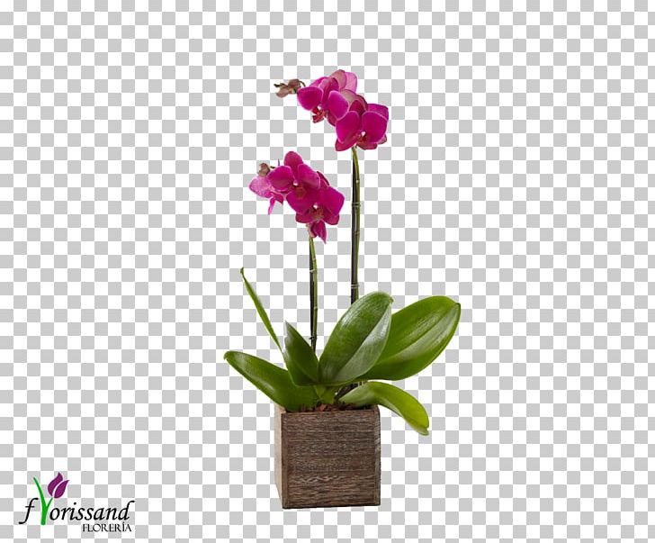 Moth Orchids Dendrobium Orchids Florist Of Larkspur PNG, Clipart, Artificial Flower, Boat Orchid, Cattleya, Cut Flowers, Dendrobium Orchids Free PNG Download