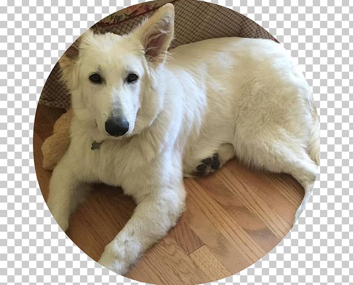 Dog Breed Berger Blanc Suisse White Shepherd Canaan Dog Sporting Group PNG, Clipart, Angel Dog, Berger Blanc Suisse, Breed, Canaan Dog, Carnivoran Free PNG Download