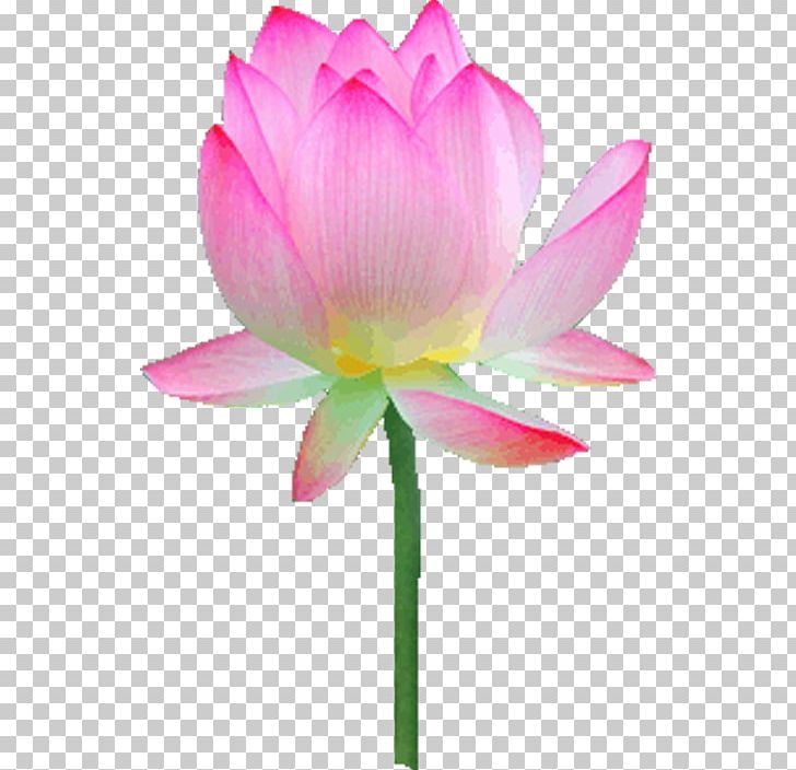 Nelumbo Nucifera PNG, Clipart, Aquatic Plant, Bud, Download, Encapsulated Postscript, Flower Free PNG Download