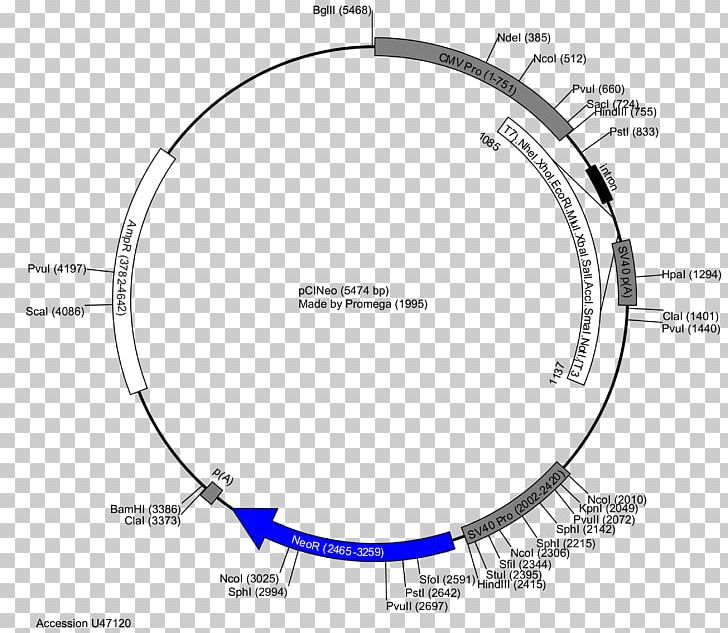 Plasmid Restriction Map PGLO PUC19 PNG, Clipart, Angle, Area, Art, Circle, Circular Dna Free PNG Download