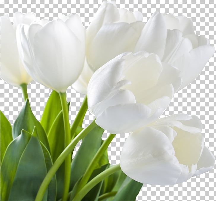 Tulip Artificial Flower Stock Photography Flower Bouquet PNG, Clipart, Artificial Flower, Cut Flowers, Desktop Wallpaper, Floral Design, Flower Free PNG Download
