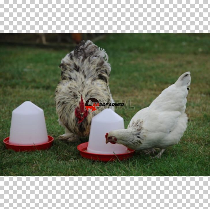 Bird Feeders Fodder Kilogram PNG, Clipart, Animals, Beak, Bec, Bird, Bird Feeders Free PNG Download