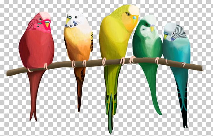 Budgerigar Macaw Parakeet Rainbow Row Beak PNG, Clipart, Animals, Beak, Bird, Budgerigar, Common Pet Parakeet Free PNG Download