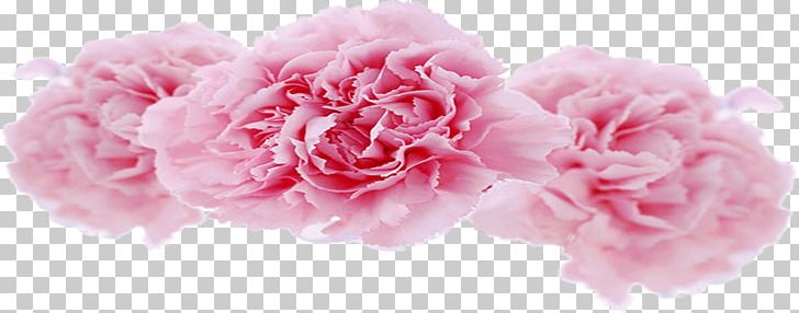 Centifolia Roses Garden Roses Carnation Floral Design Cut Flowers PNG, Clipart, Artificial Flower, Carnation, Centifolia Roses, Flower, Flower Arranging Free PNG Download