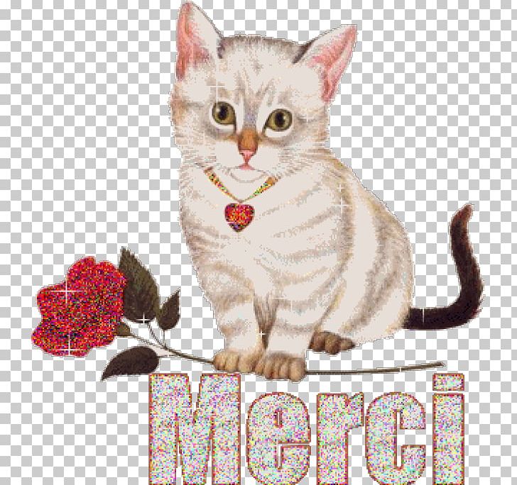 Gfycat Tenor WhatsApp PNG, Clipart, American Wirehair, Asian, California Spangled, Carnivoran, Cat Free PNG Download