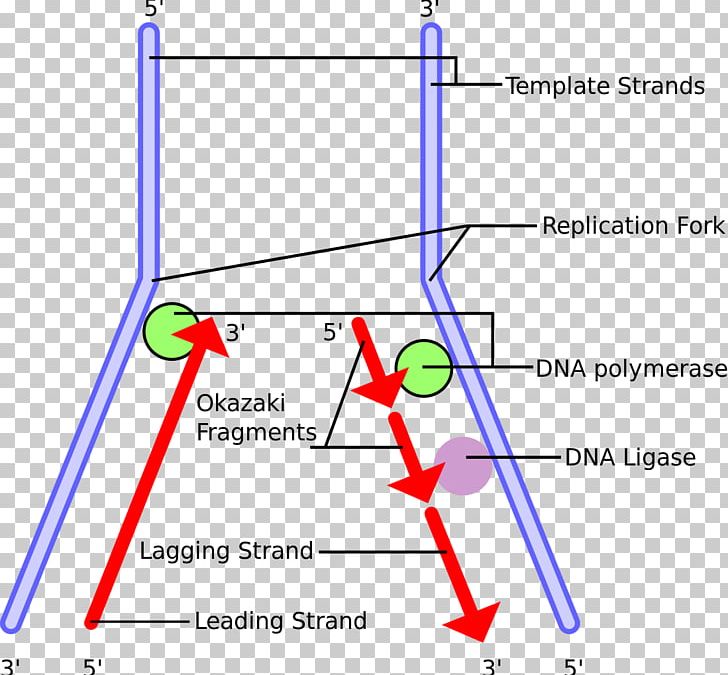 DNA Replication Okazaki Fragments DNA Polymerase Telomere Primer PNG, Clipart, Angle, Area, Circle, Diagram, Dna Free PNG Download